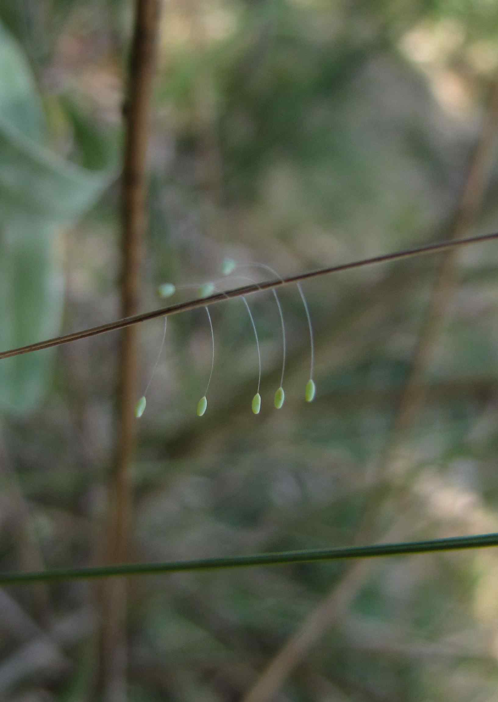 uova di Chrysopidae